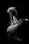 Picture of PELICAN