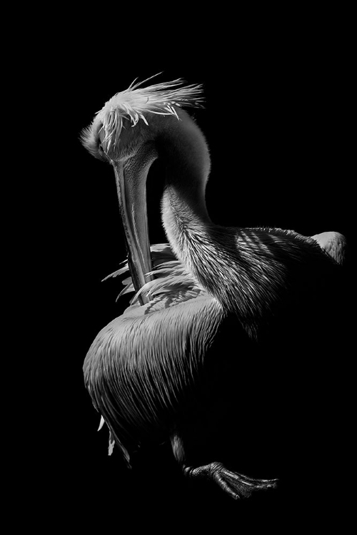 Picture of PELICAN