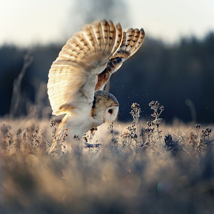 Picture of BARN OWL AT SUNRISE