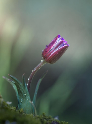 Picture of LANEMONE .... CREDUTO DI ESSERE UN TULIPANO ....