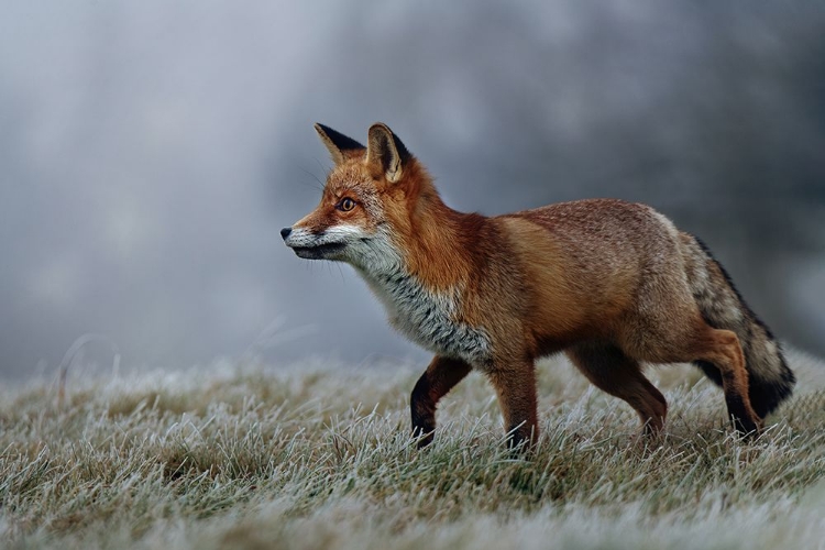 Picture of FROSTY MORNING