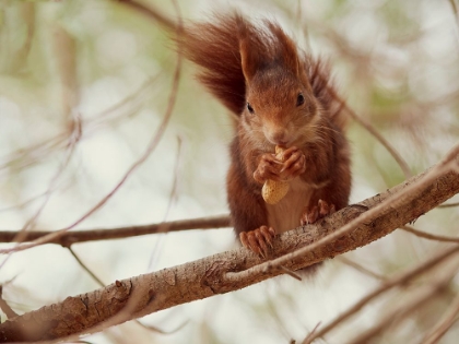 Picture of SPANISH SQUIRREL