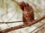 Picture of SPANISH SQUIRREL