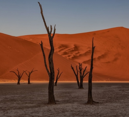 Picture of ARID