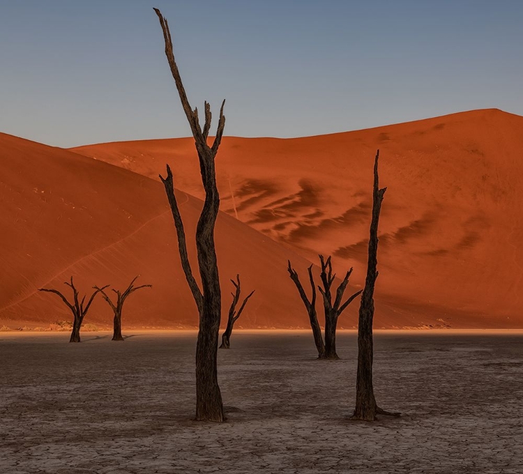 Picture of ARID