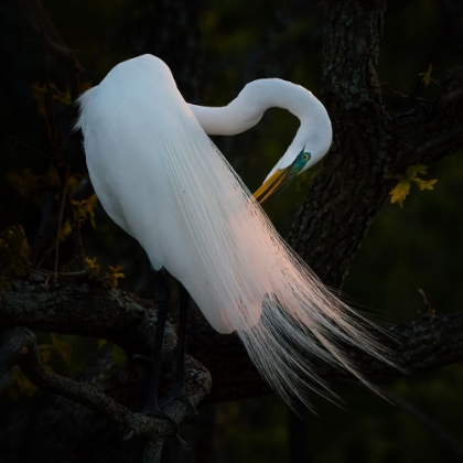 Picture of EVENING GROOMING