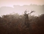 Picture of LONGING FOR THE GREAT FOREST...