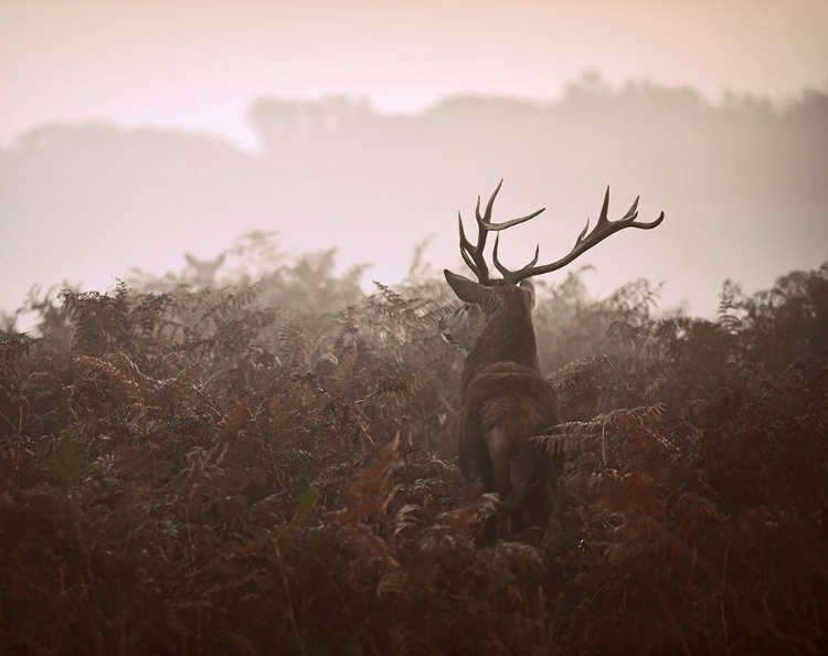 Picture of LONGING FOR THE GREAT FOREST...