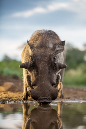 Picture of HEAD ON HOG