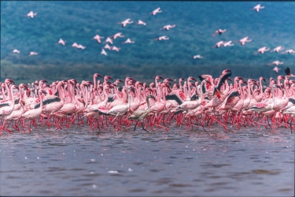 Picture of LAKE NAKURU FLAMINGOS