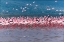 Picture of LAKE NAKURU FLAMINGOS