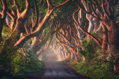 Picture of AN IRISH FAIRYTALE