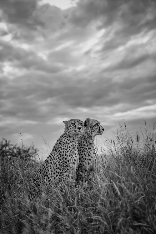 Picture of CHEETAH DREAMS