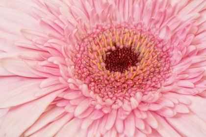 Picture of GERBERA