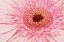Picture of GERBERA