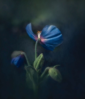 Picture of BLUE POPPY