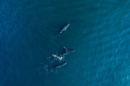 Picture of ARABIAN HUMPBACK WHALE