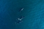 Picture of ARABIAN HUMPBACK WHALE
