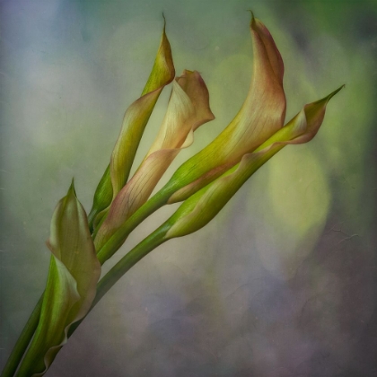 Picture of CALLA LILY