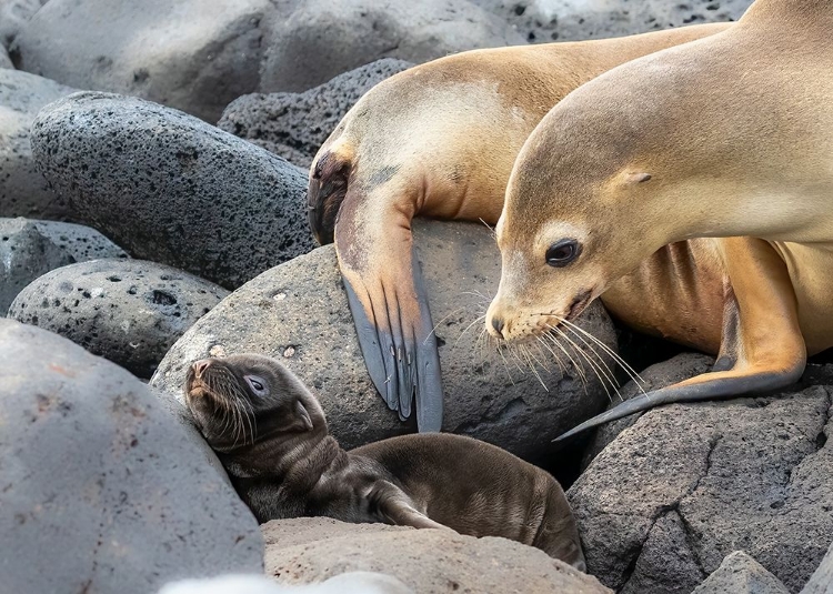 Picture of MOTHER AND BABY