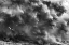 Picture of BIRDS IN THE STORM (PART 2)