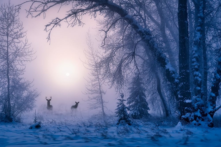 Picture of THE SHADOW OF DEER IN THE MORNING FOG