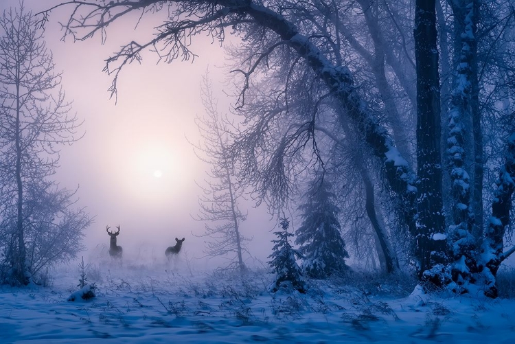 Picture of THE SHADOW OF DEER IN THE MORNING FOG