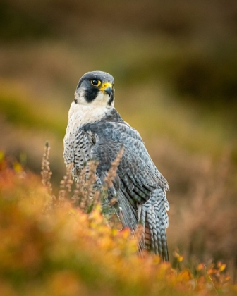Picture of PEREGRINE IN HEATHER