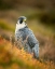 Picture of PEREGRINE IN HEATHER