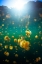 Picture of LENMAKANA JELLYFISH