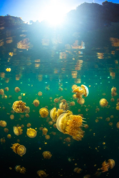 Picture of LENMAKANA JELLYFISH