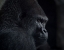 Picture of GORILLA GAZE