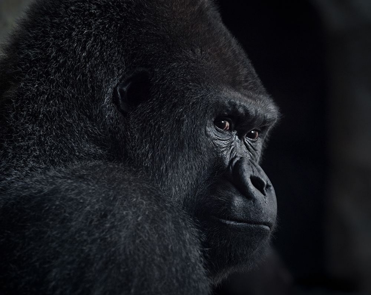 Picture of GORILLA GAZE