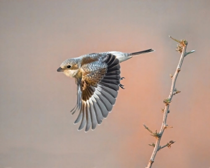 Picture of WOODCHAT SHRIKE