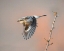 Picture of WOODCHAT SHRIKE
