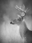 Picture of WHITE-TAILED BUCK