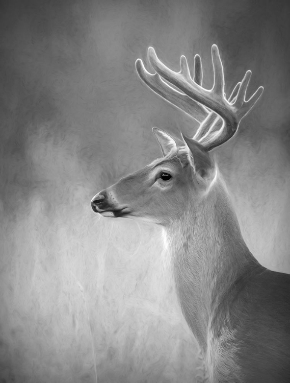 Picture of WHITE-TAILED BUCK