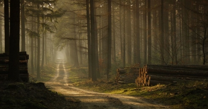 Picture of A FOREST WALK