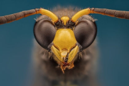 Picture of WASP