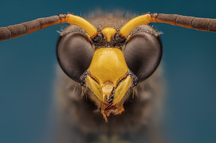 Picture of WASP