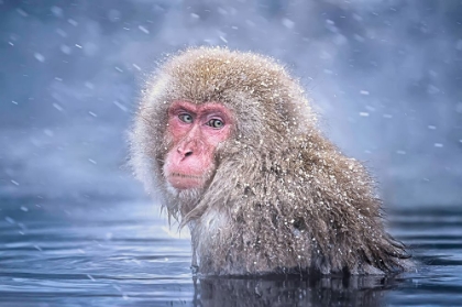 Picture of SNOW MONKEY
