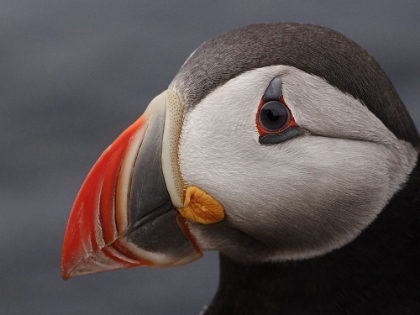 Picture of PUFFIN