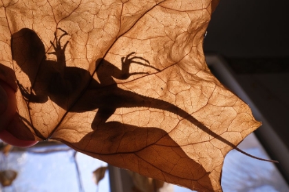 Picture of LIZARD IN ABANDONED HOUSE