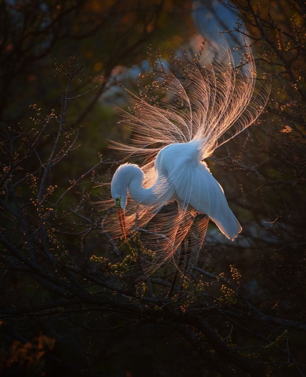 Picture of THE DANCER