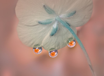 Picture of WHISPER UNDER FLOWER