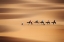 Picture of DESERT CARAVAN