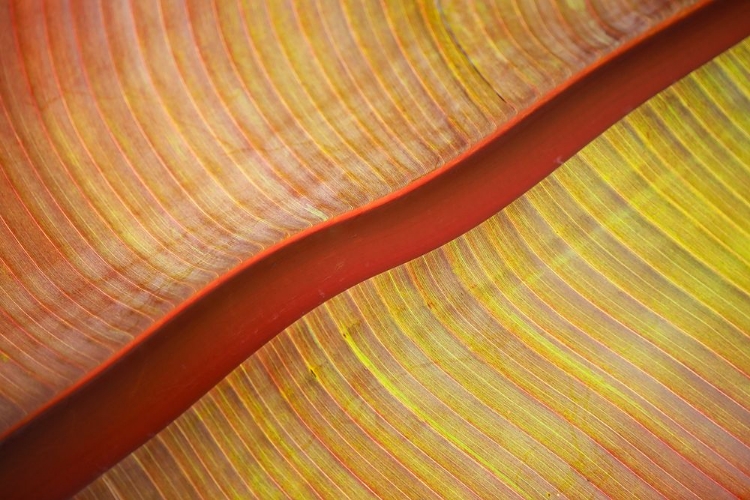 Picture of A RED RIVER RUNS THROUGH IT