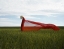 Picture of SUMMER WIND
