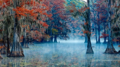 Picture of CADDO LAKE