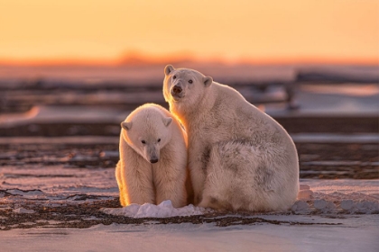 Picture of POLAR BEARS AT SUNSET